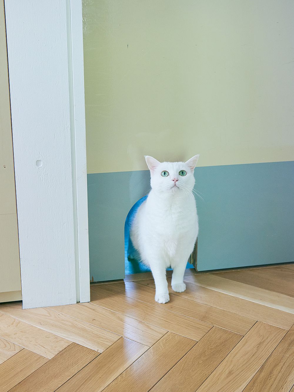 A white cat